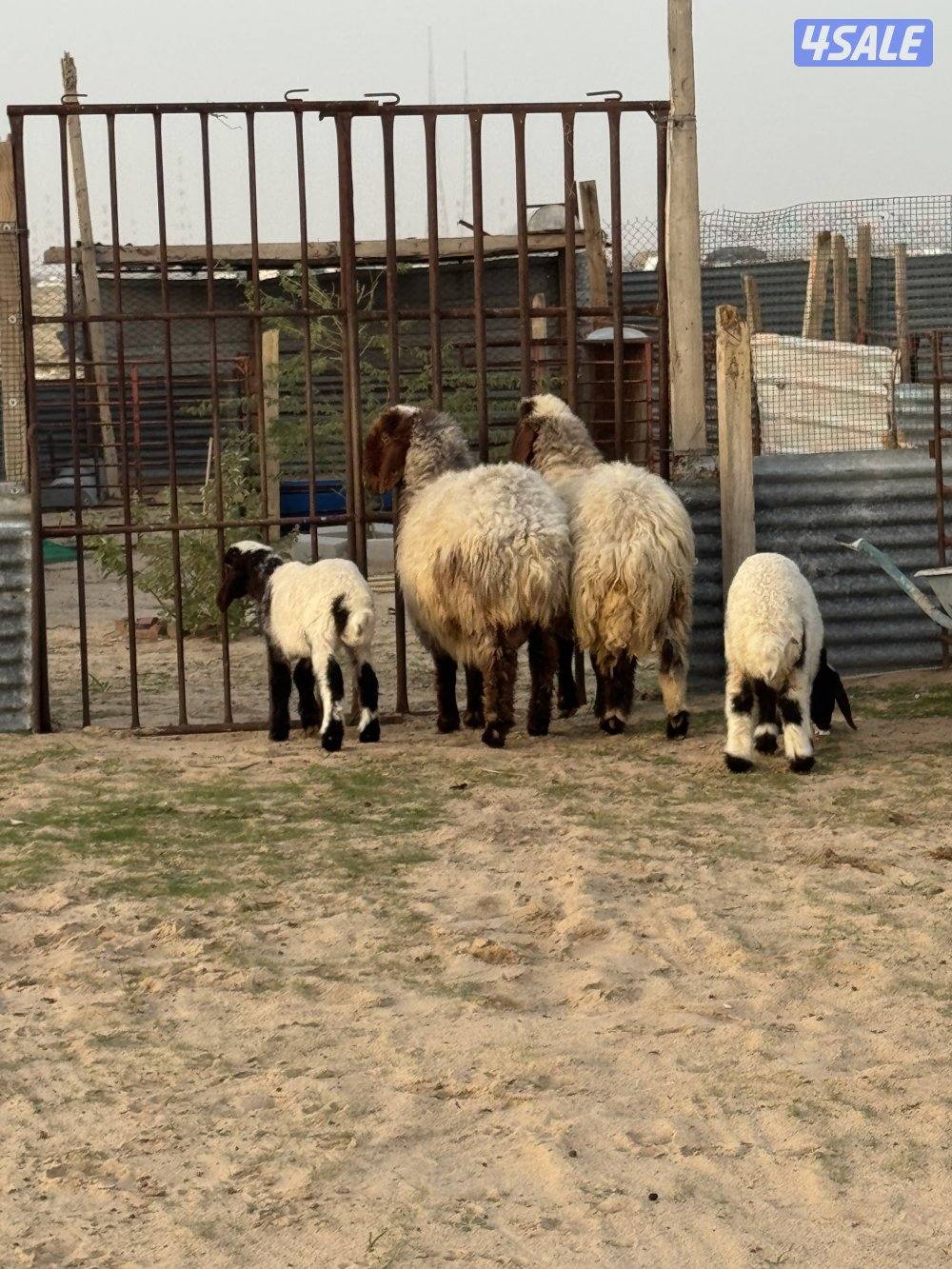 للبيع مطافيل1