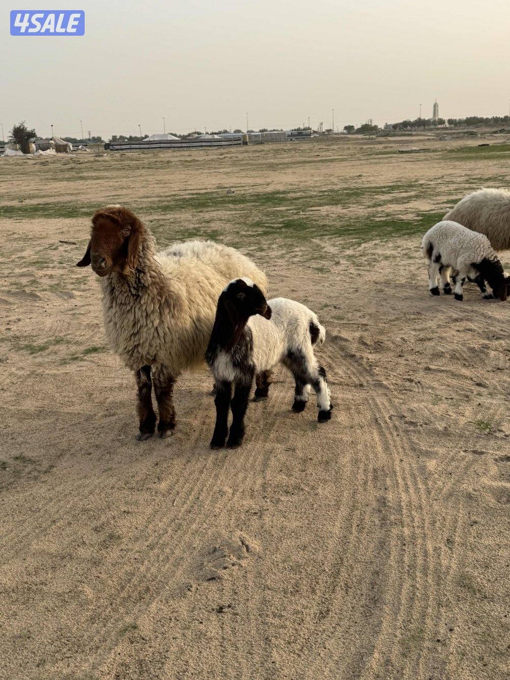 للبيع مطافيل2