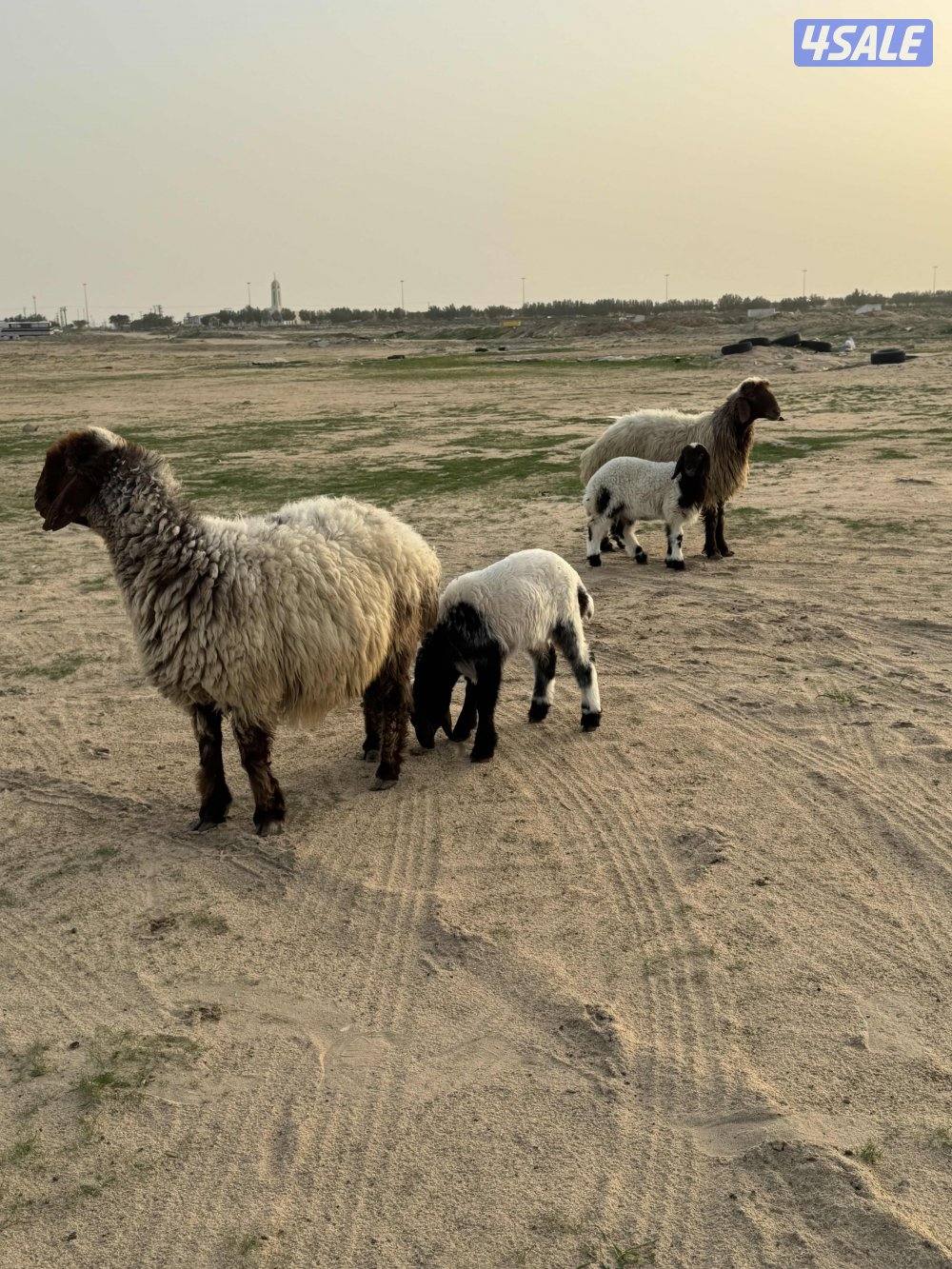 للبيع مطافيل3