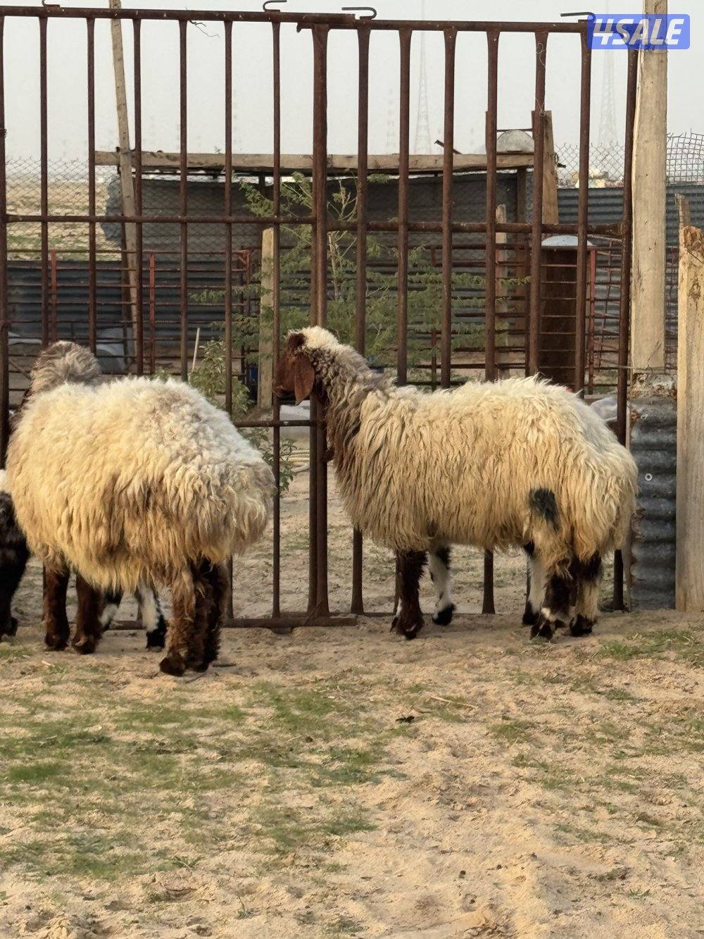 للبيع مطافيل4