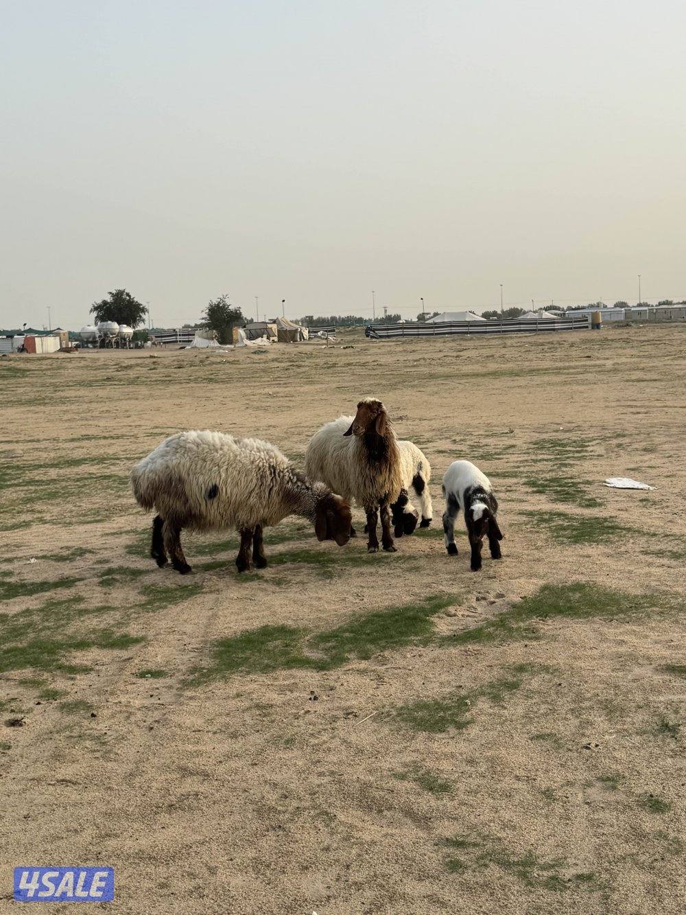 للبيع مطافيل5