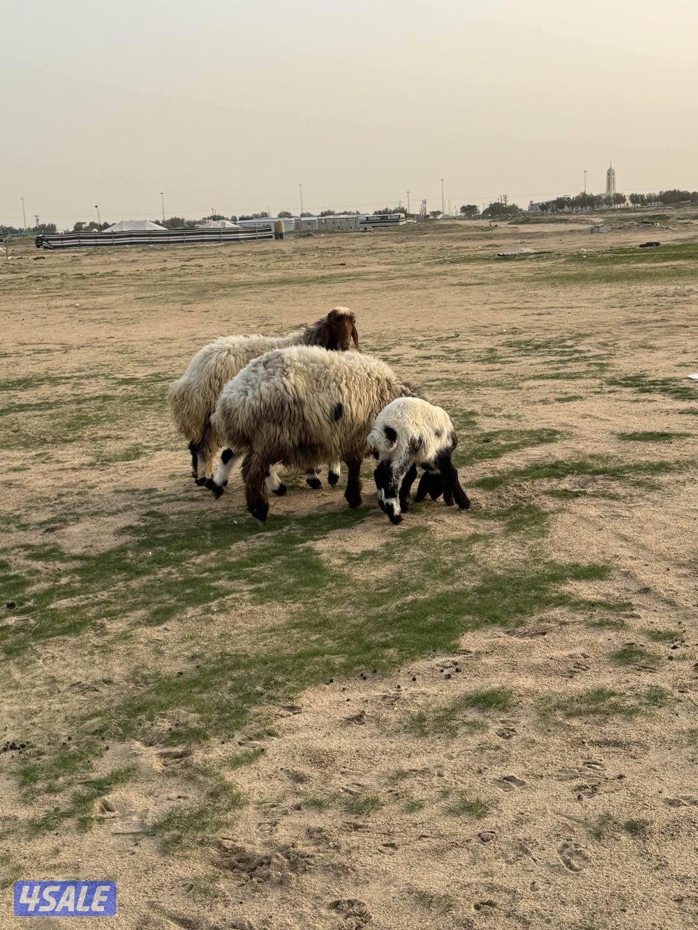 للبيع مطافيل6