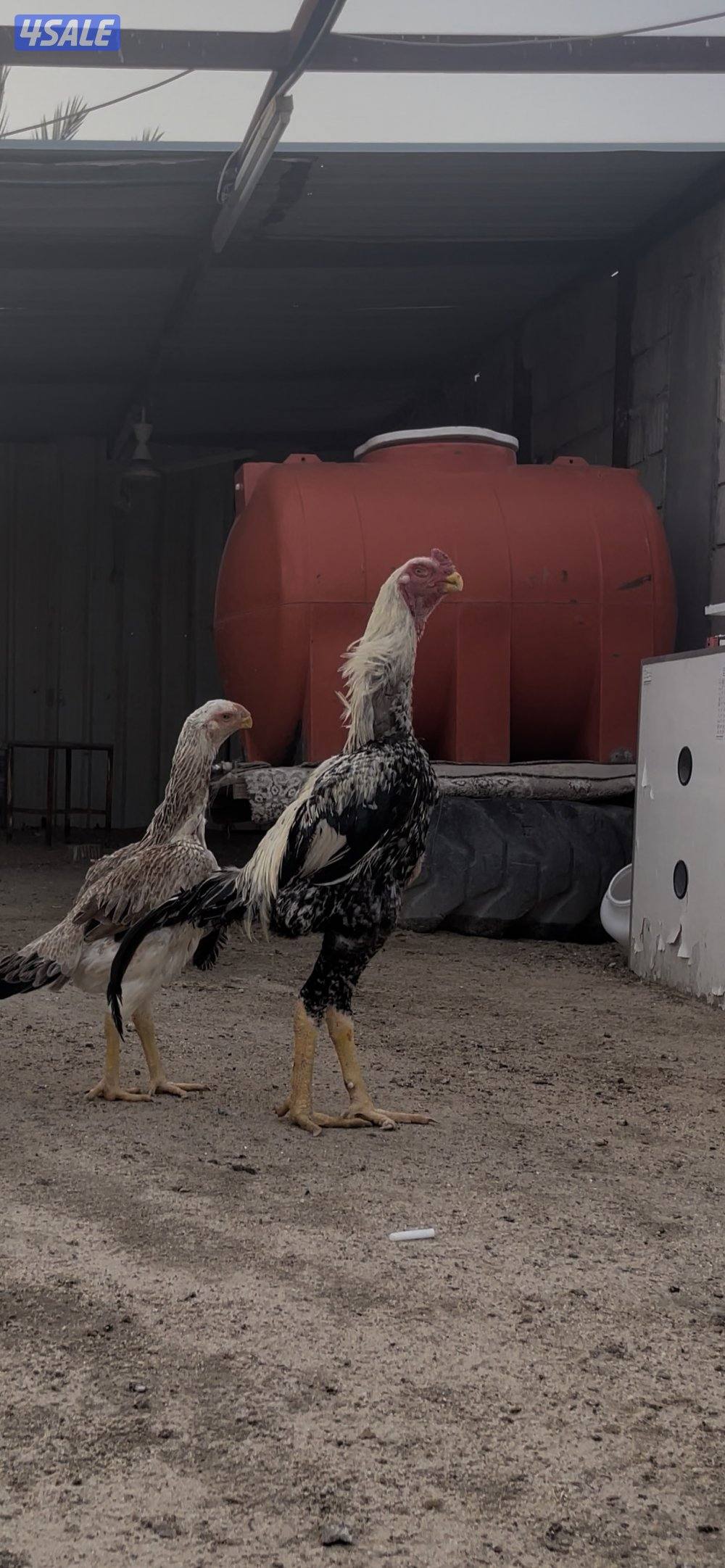 للبيع دجاج هندي مستوى طيب1