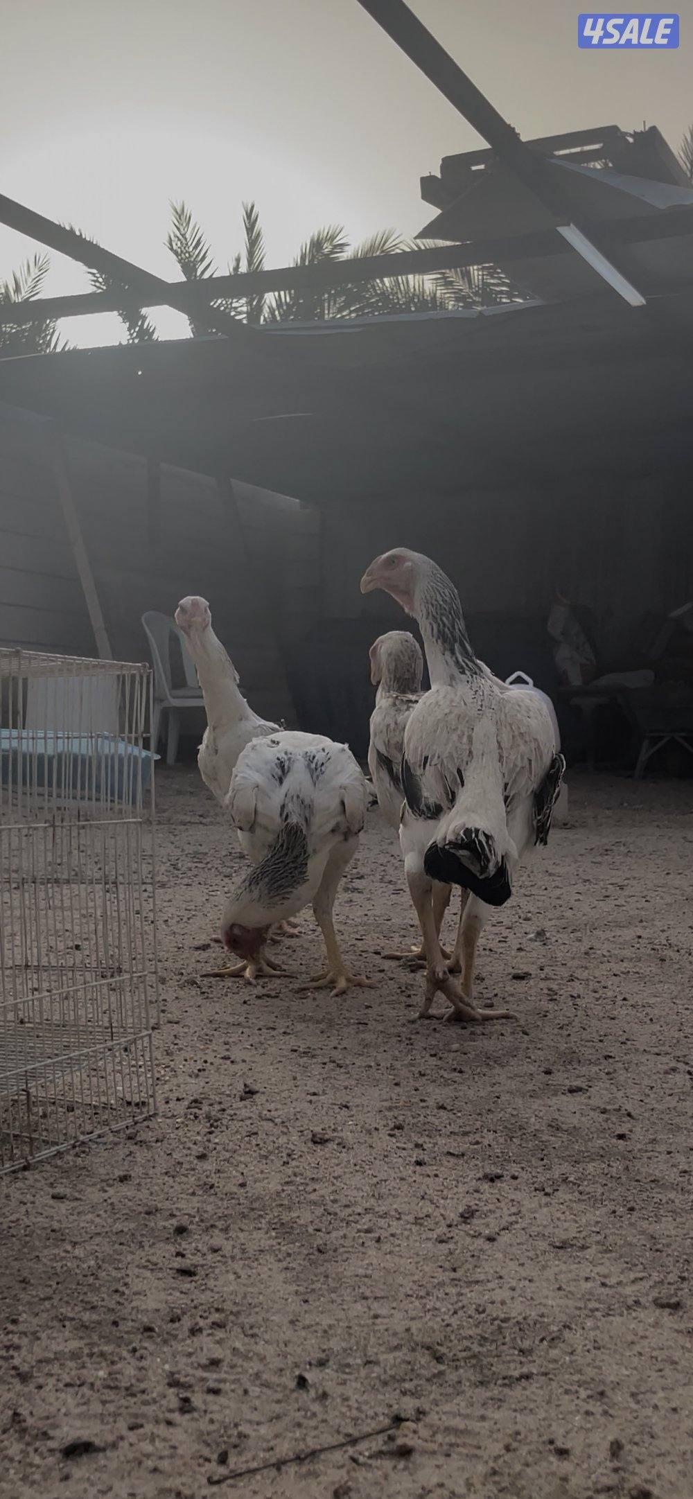 للبيع دجاج هندي مستوى طيب2