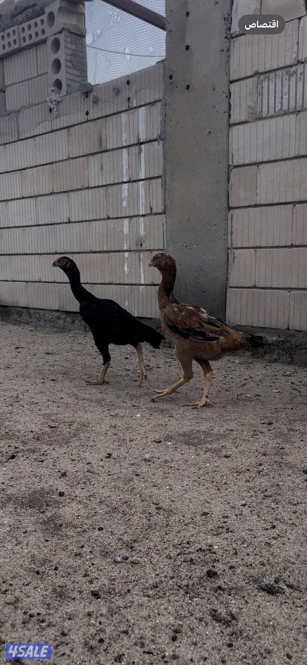 للبيع دجاج هندي مستوى طيب3