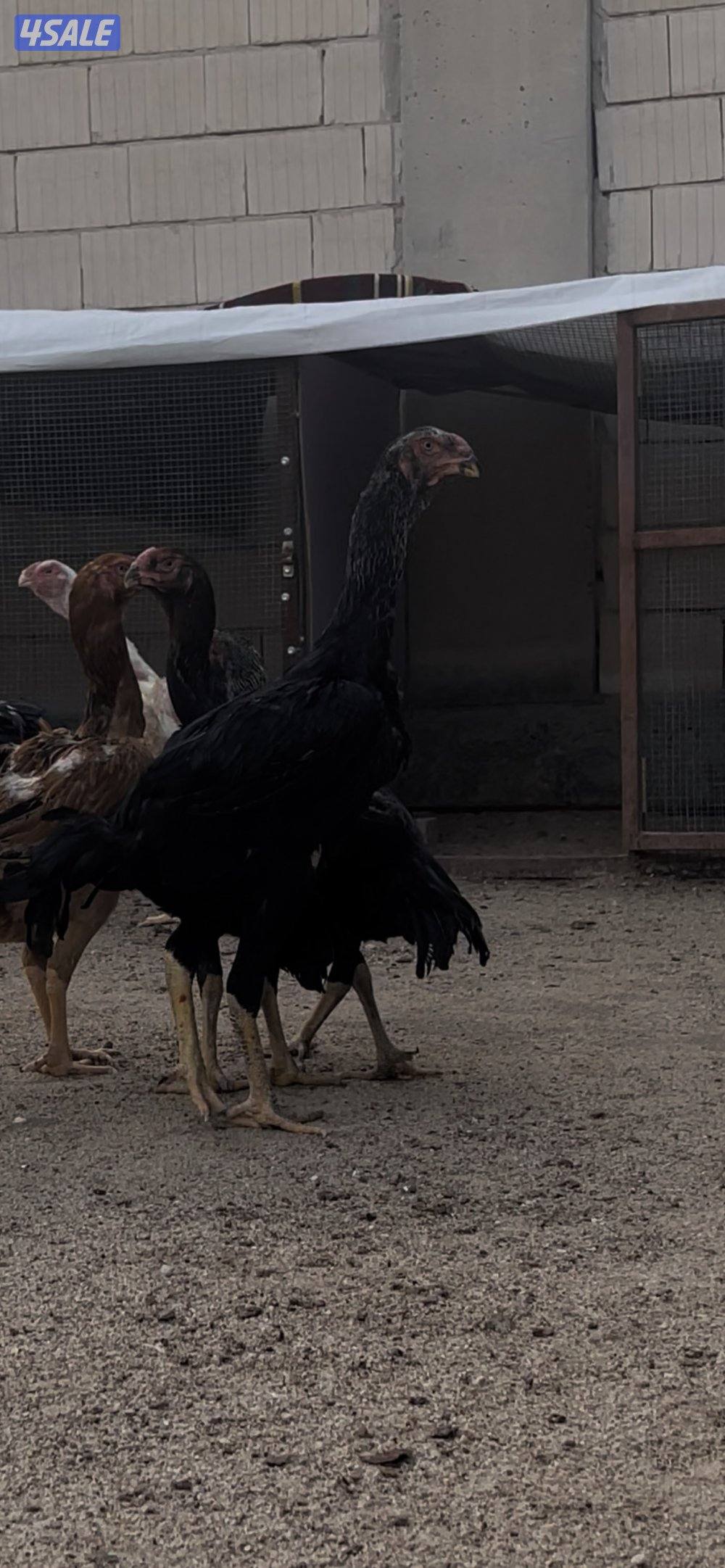 للبيع دجاج هندي مستوى طيب4