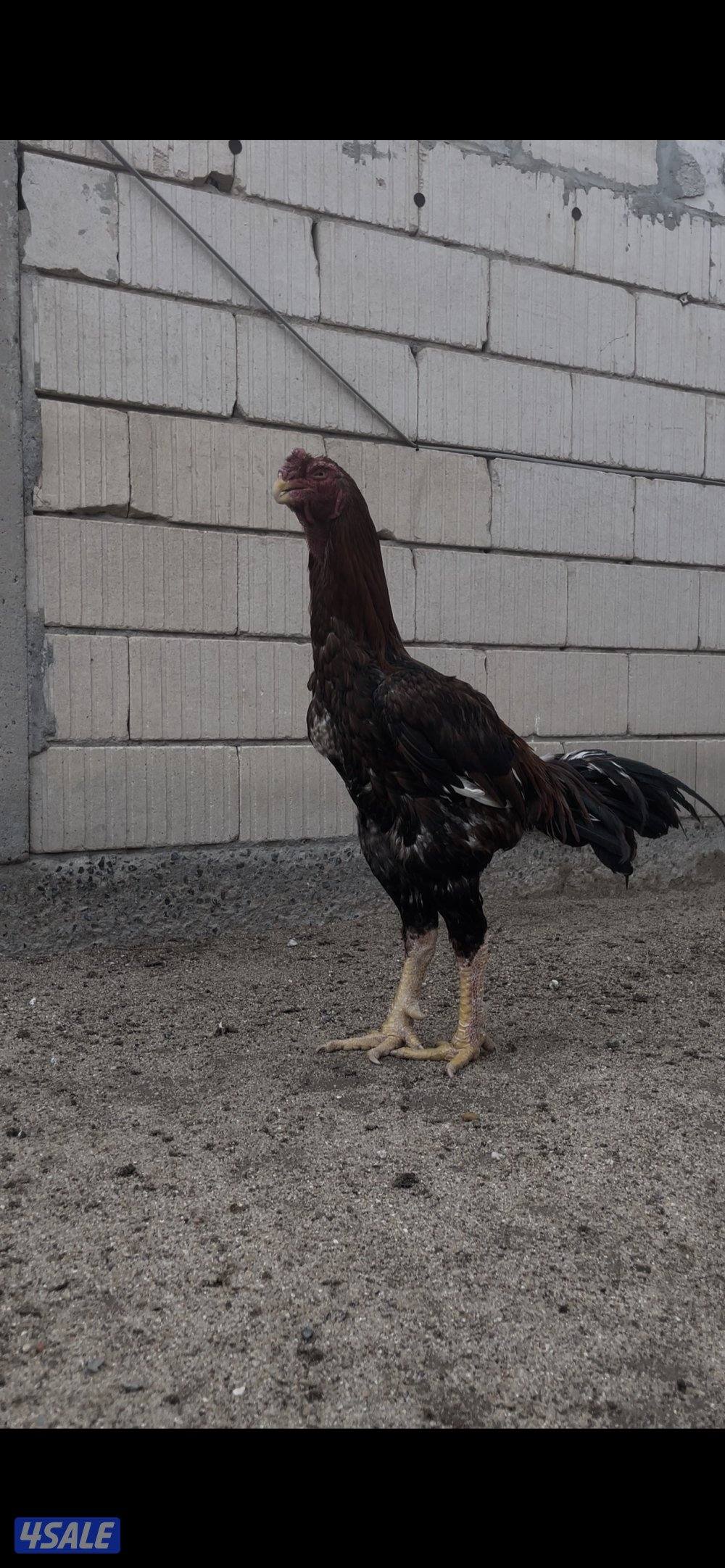 للبيع دجاج هندي مستوى طيب5