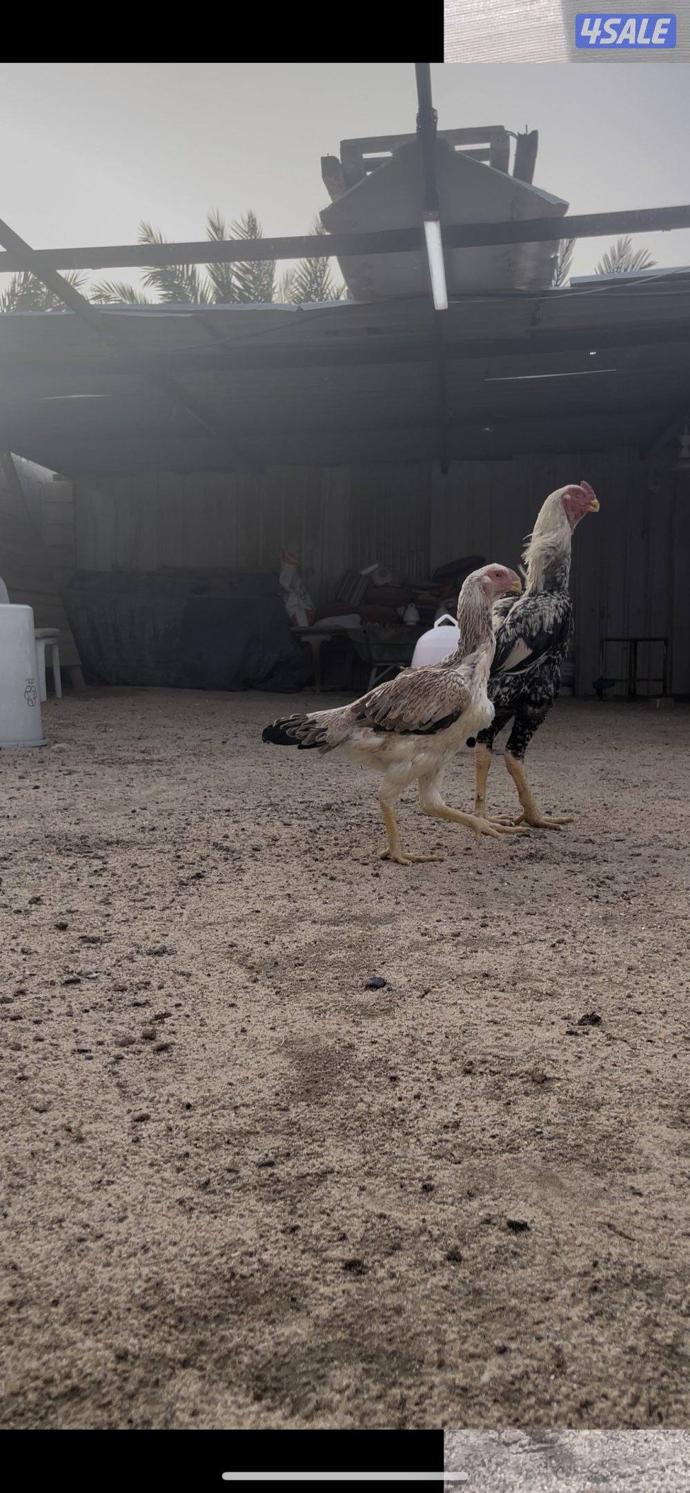 للبيع دجاج هندي مستوى طيب6