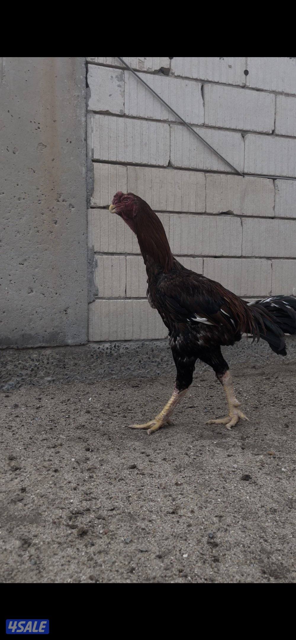 للبيع دجاج هندي مستوى طيب7