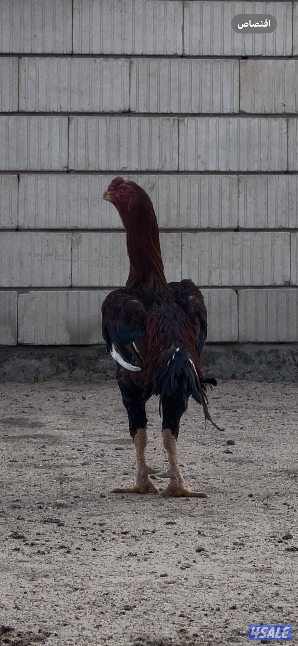 للبيع دجاج هندي مستوى طيب8