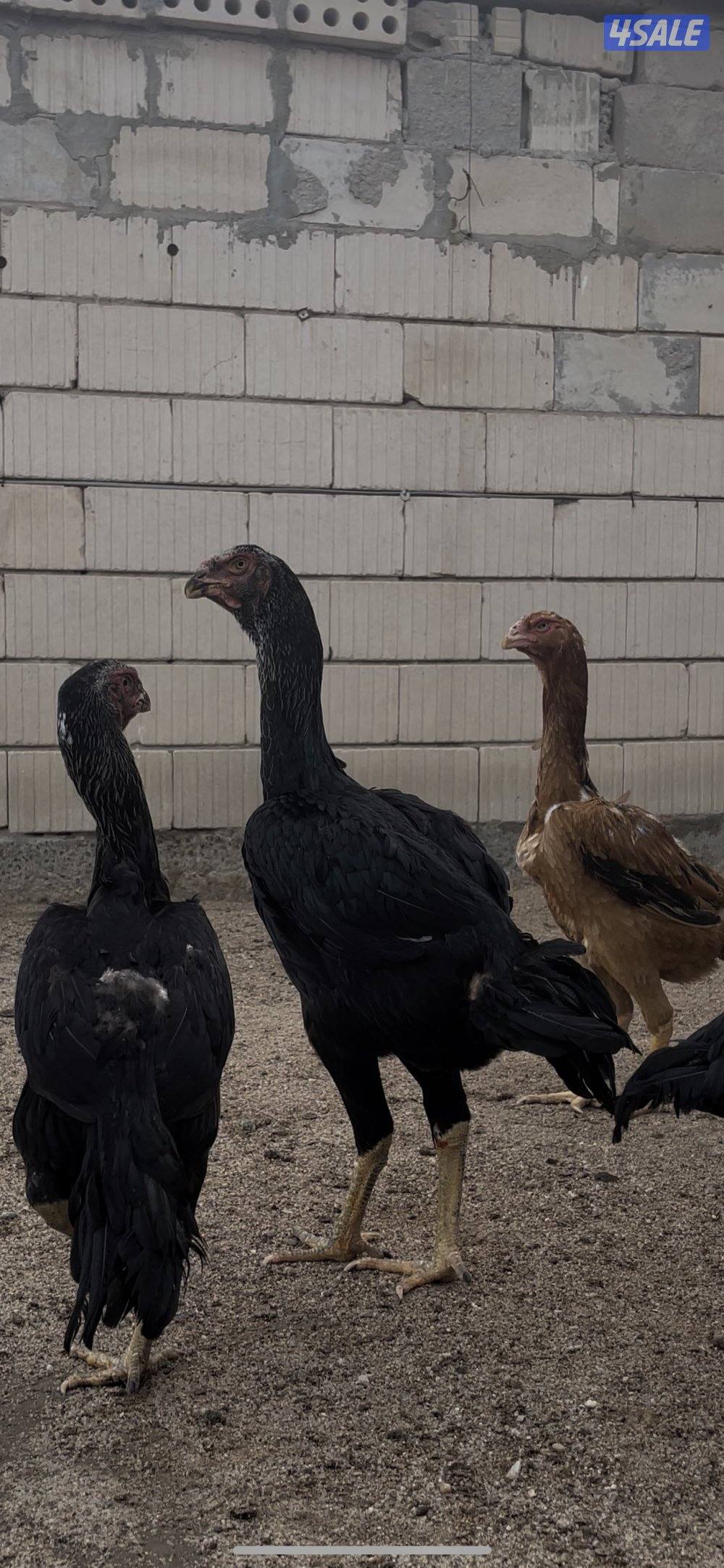 للبيع دجاج هندي مستوى طيب9