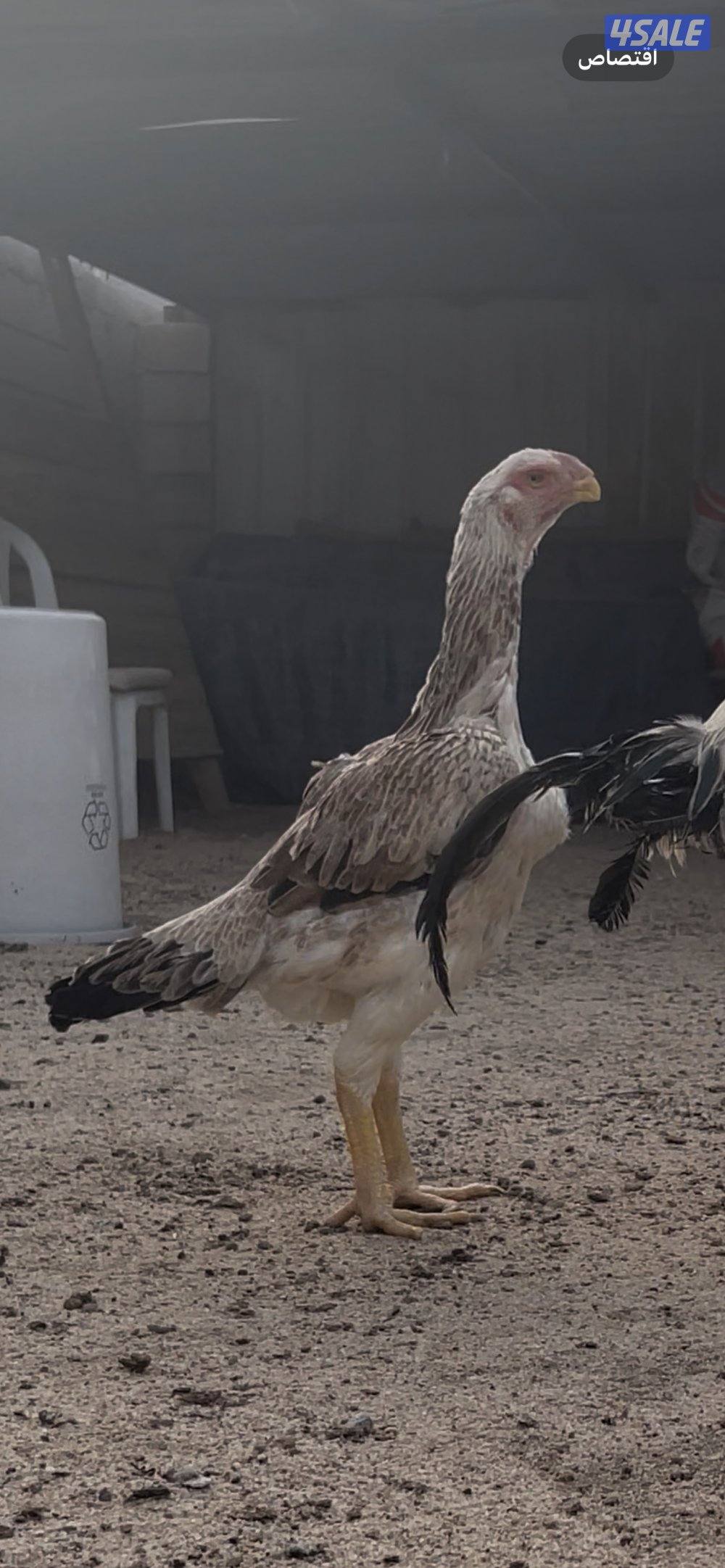 للبيع دجاج هندي مستوى طيب10
