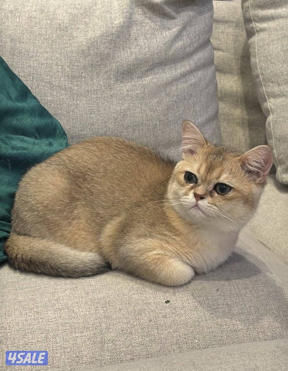 قط للتبني ذكر العمر ٦ شهور0