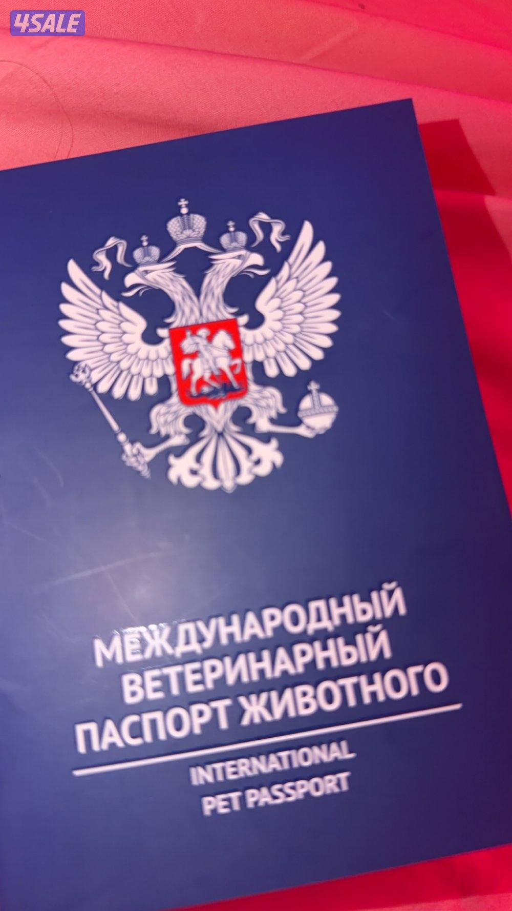 للبيع يوركشاير4