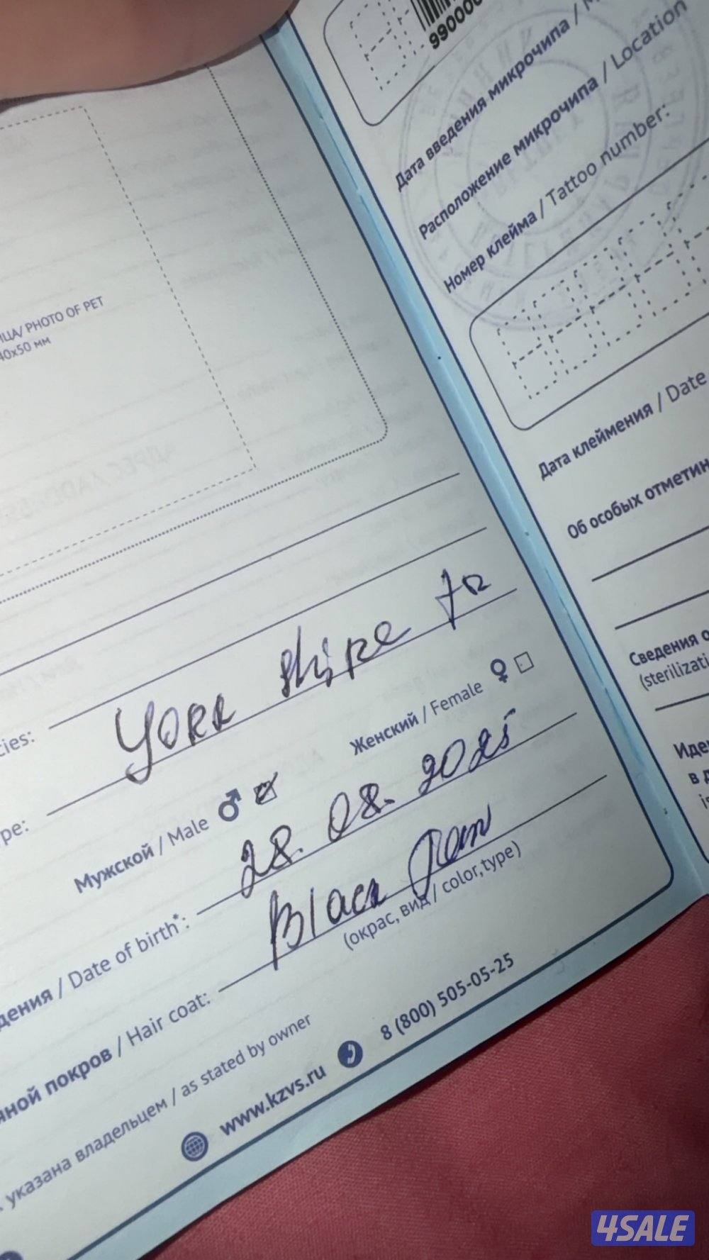 للبيع يوركشاير5