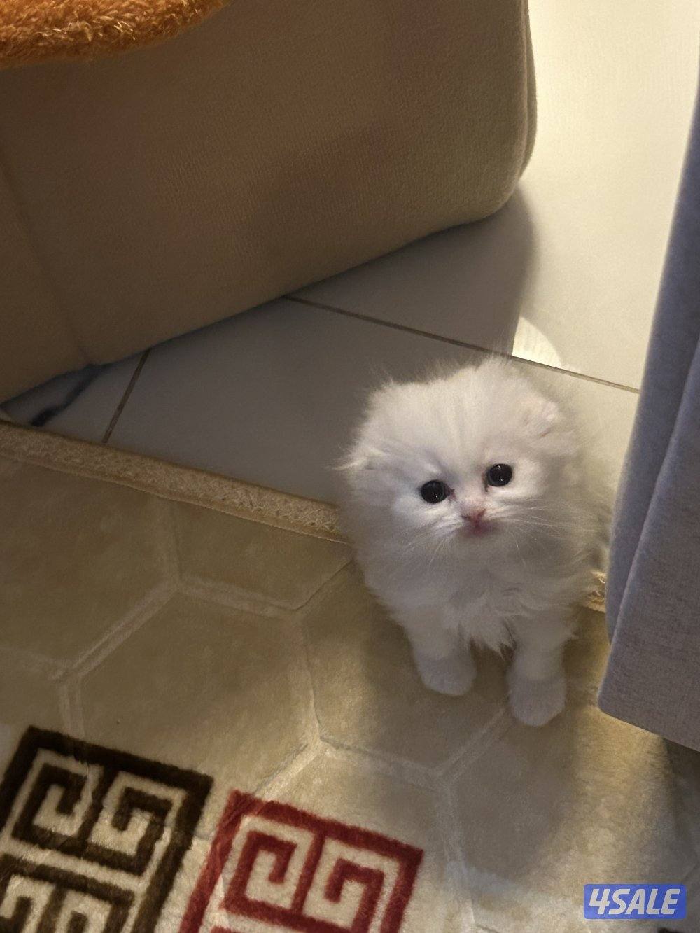 للبيع 2 كيتن سكوتش فولد + بريتش قولد0