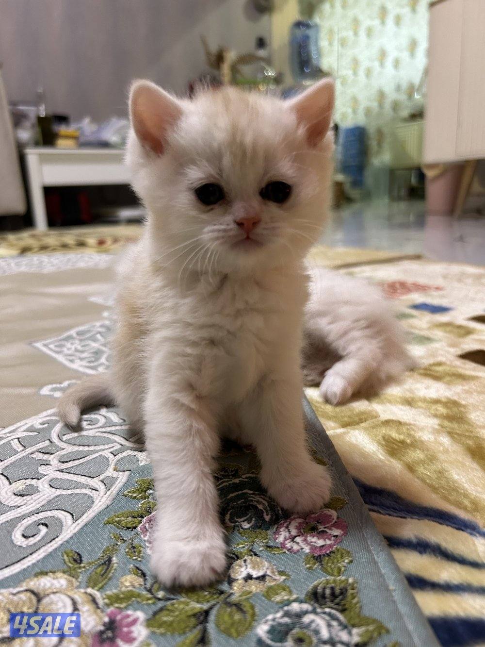 للبيع 2 كيتن سكوتش فولد + بريتش قولد1