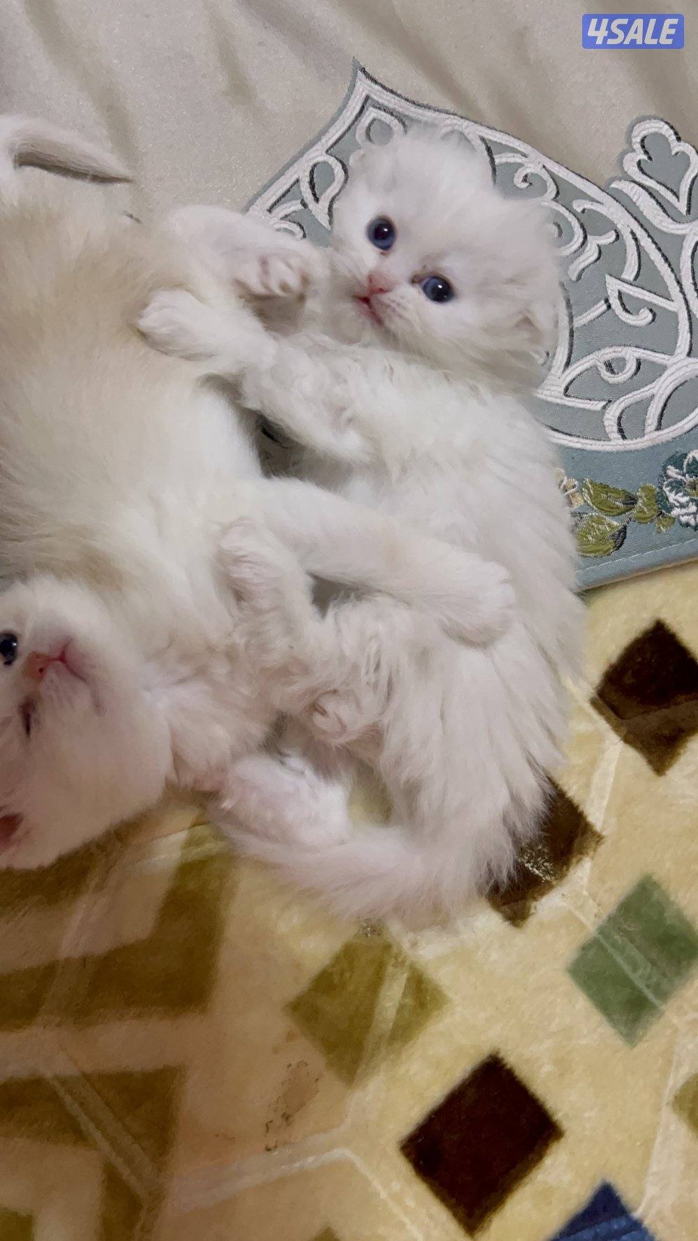 للبيع 2 كيتن سكوتش فولد + بريتش قولد2