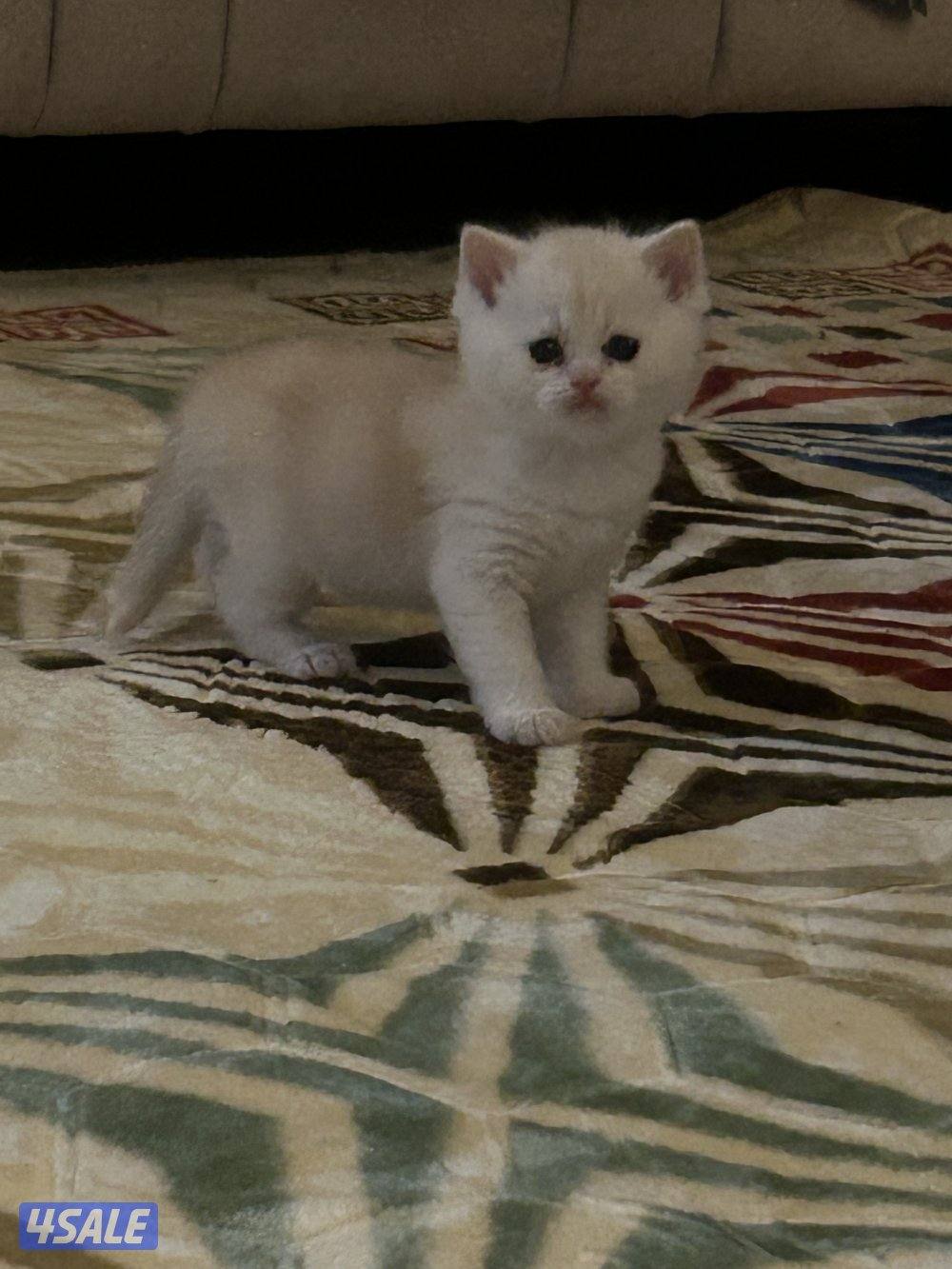 للبيع 2 كيتن سكوتش فولد + بريتش قولد3