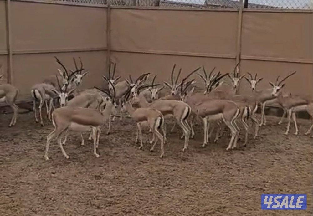 غزلان الريم0