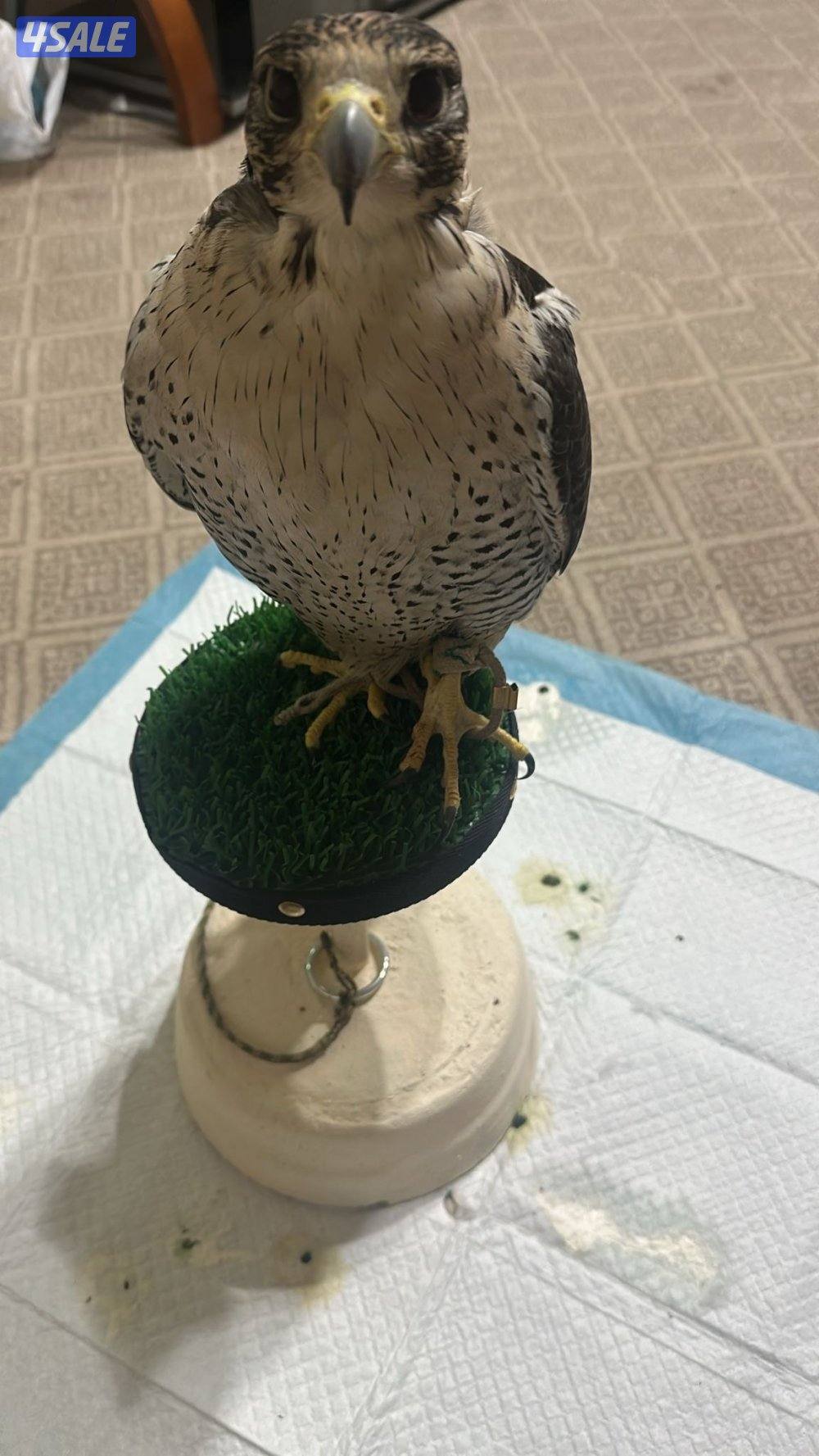 للبيع طير تبع شاهين ، الرقم0