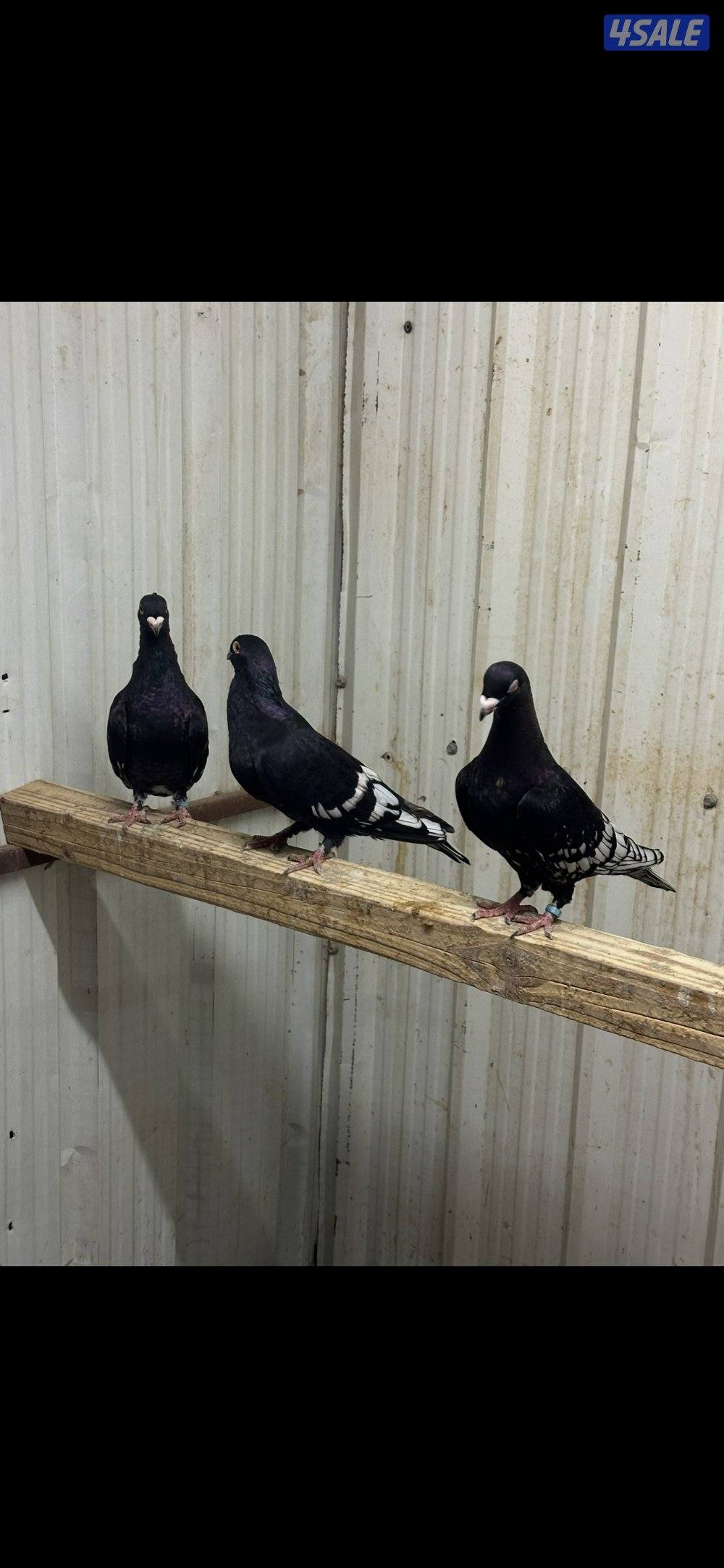 زاجل فراشات صغار بالعمر للبيع …..0