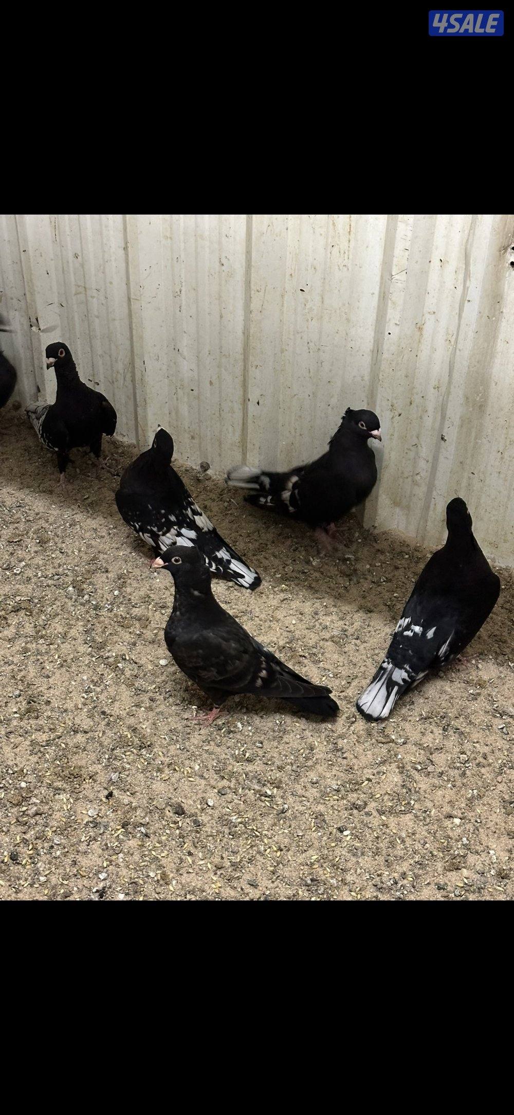 زاجل فراشات صغار بالعمر للبيع …..1