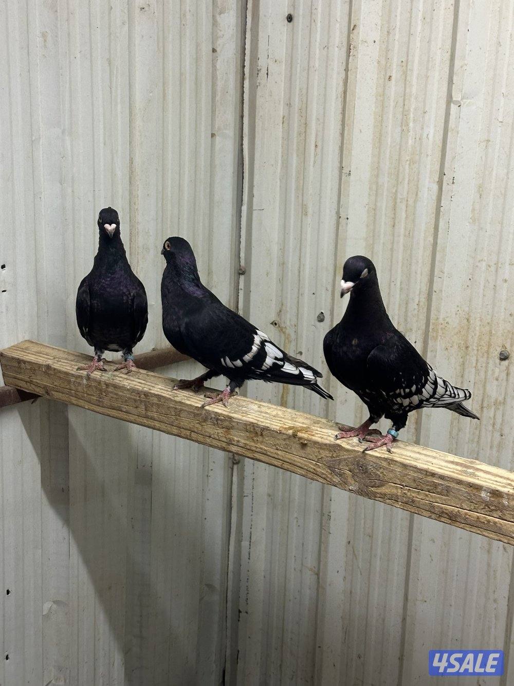 زاجل فراشات صغار بالعمر للبيع …..3