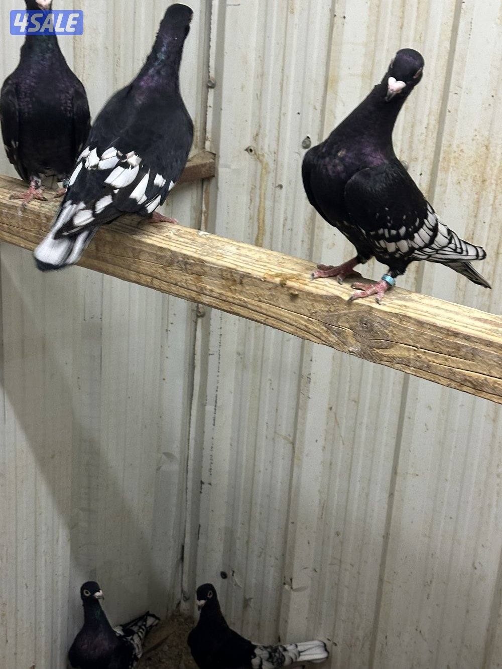 زاجل فراشات صغار بالعمر للبيع …..5