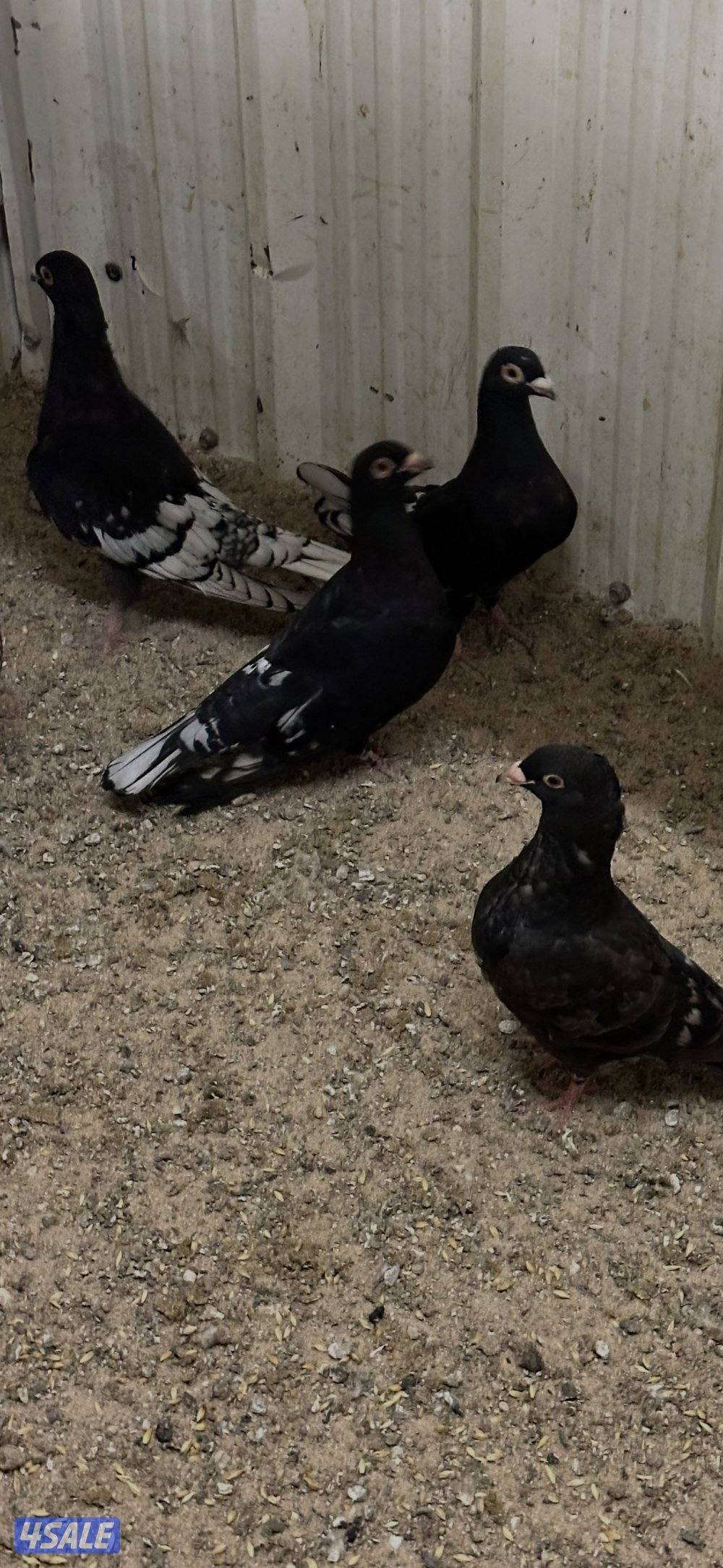 زاجل فراشات صغار بالعمر للبيع …..6