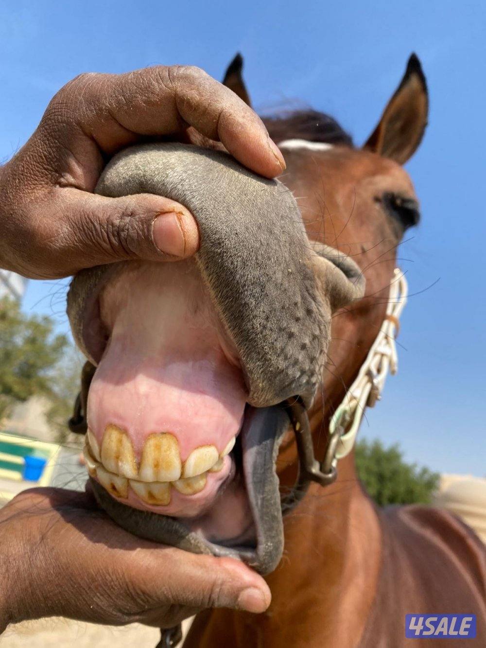 حصان مميز و موزون  شرط السلم مناسب لإلتقاط الاوتاد6