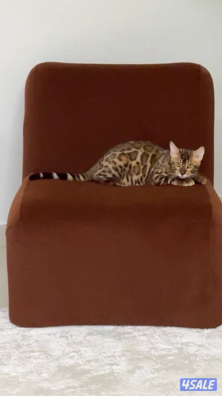قطو بنغال ذكر للبيع Male Bengal cat for sale1