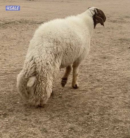 25 عواس عراقية فاخرة ونادرة مع فحل خصم الخصم فيهم13سونار دفيع 4توم0