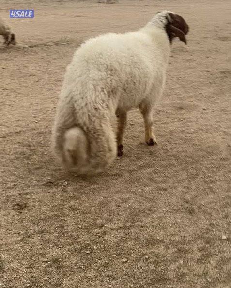 25 عواس عراقية فاخرة ونادرة مع فحل خصم الخصم فيهم13سونار دفيع 4توم12