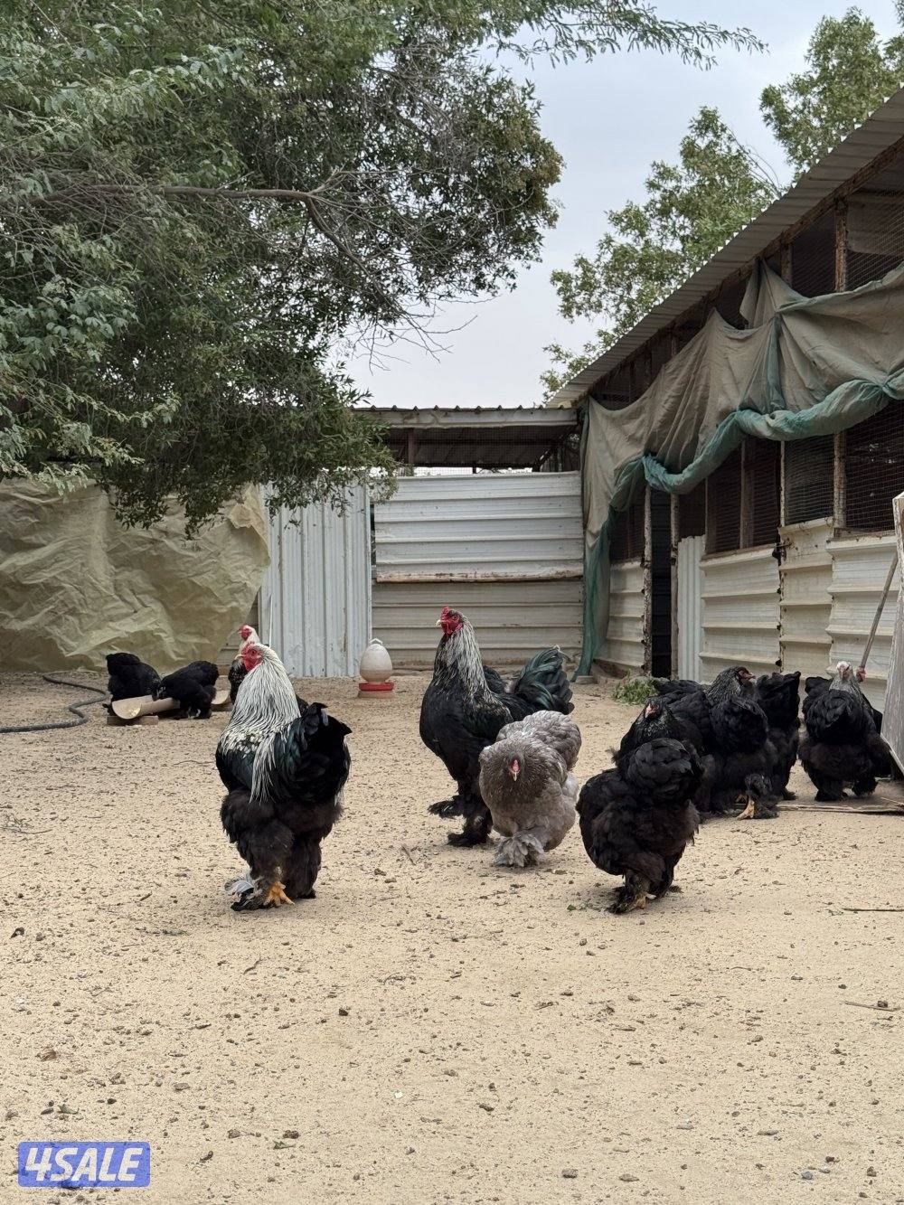 براهما وصيصان الاهل خوارج0