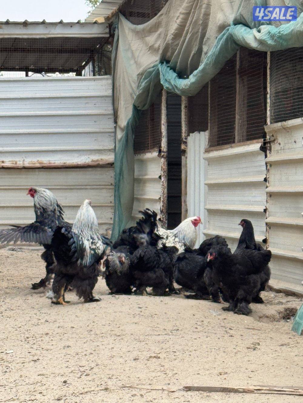 براهما وصيصان الاهل خوارج1