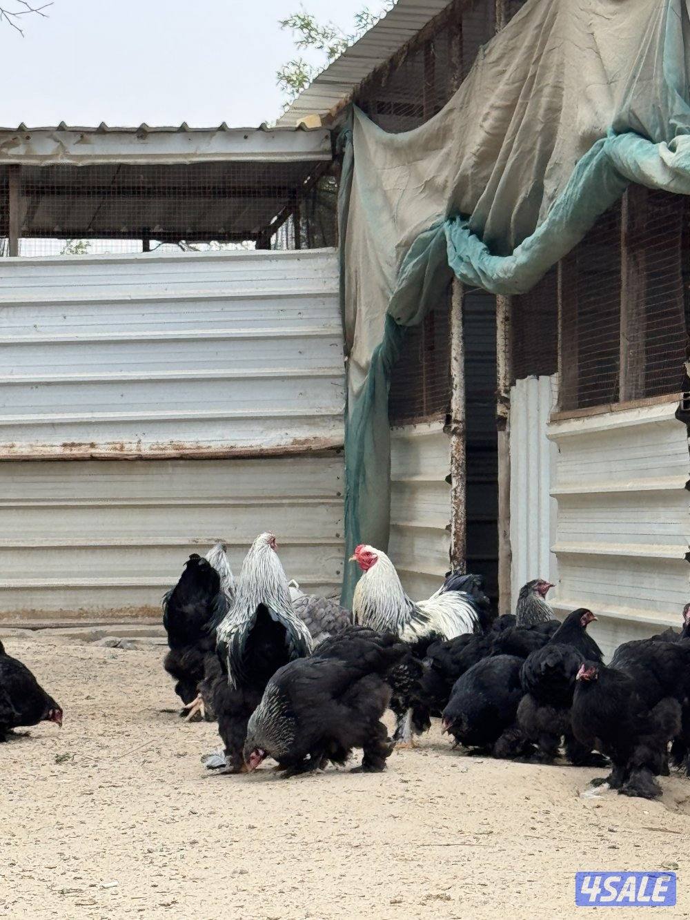 براهما وصيصان الاهل خوارج2