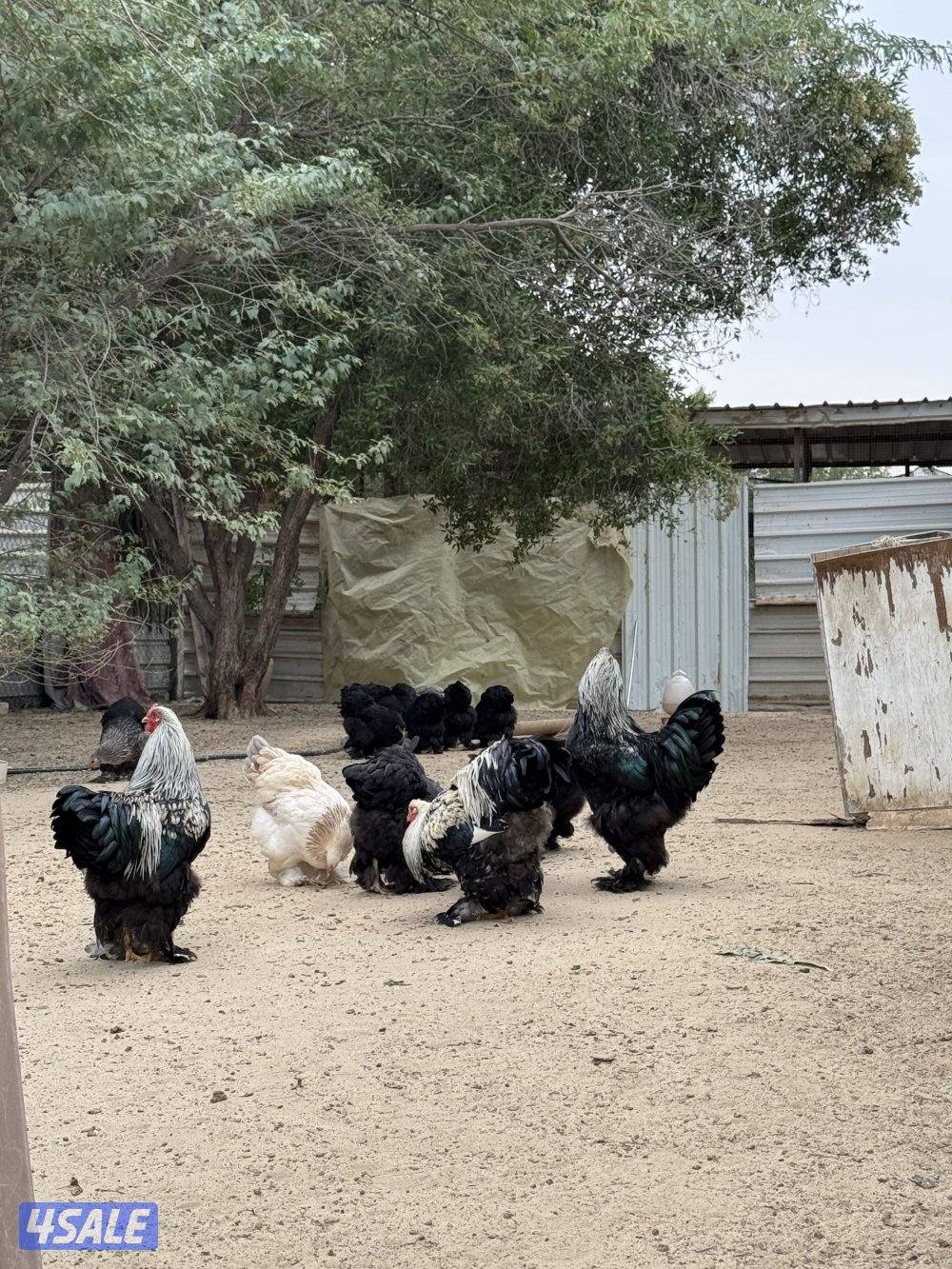 براهما وصيصان الاهل خوارج3