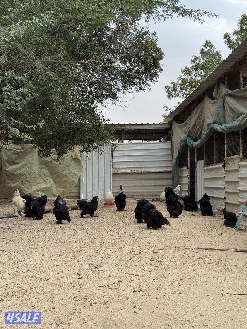 براهما وصيصان الاهل خوارج4