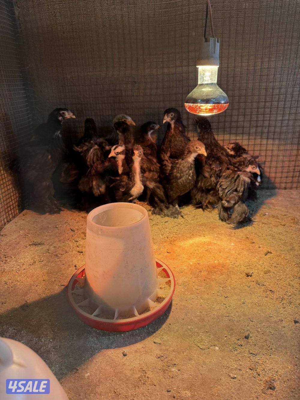 براهما وصيصان الاهل خوارج5