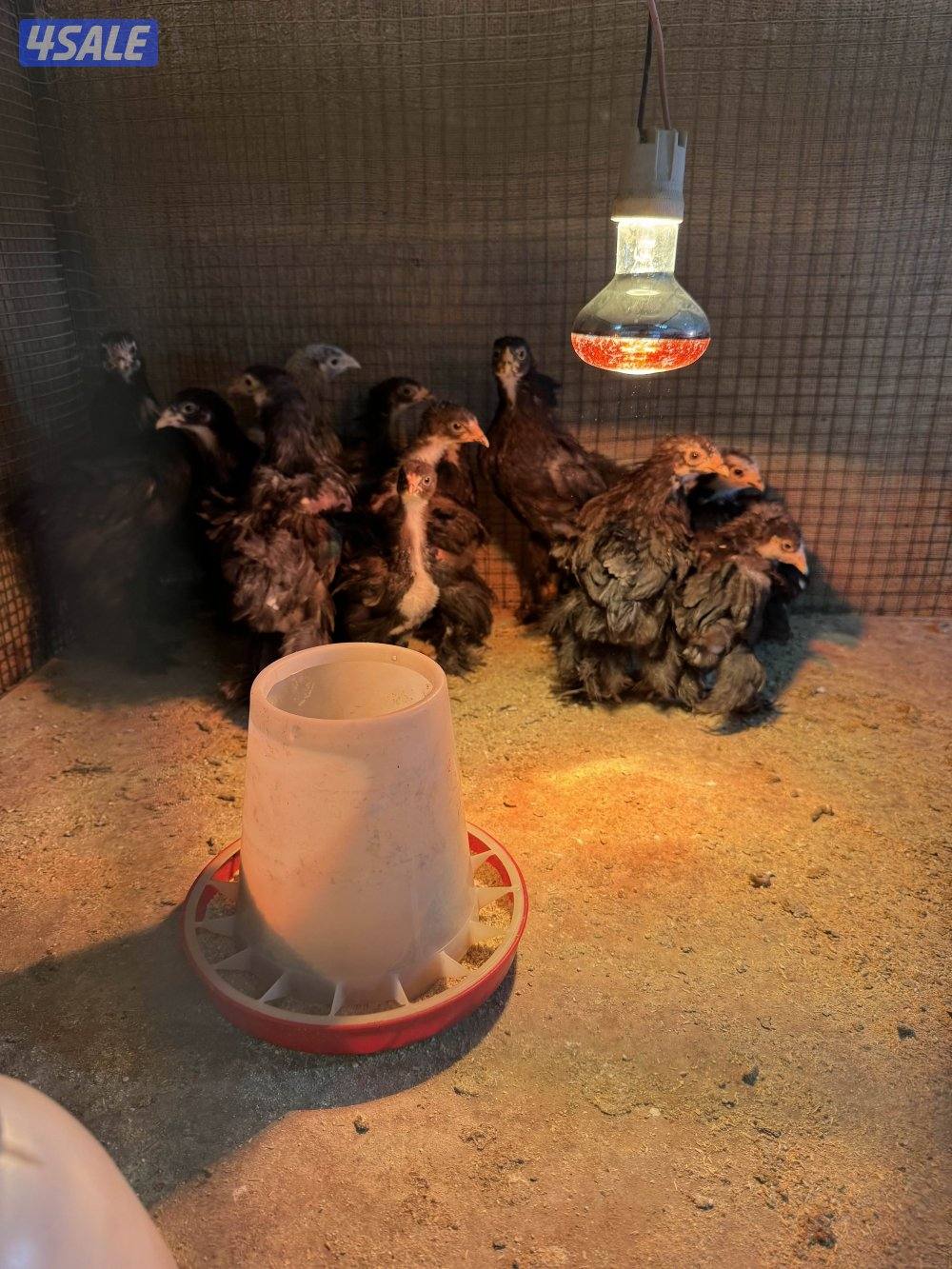 براهما وصيصان الاهل خوارج6