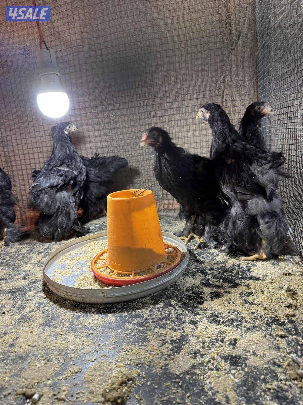 براهما وصيصان الاهل خوارج7