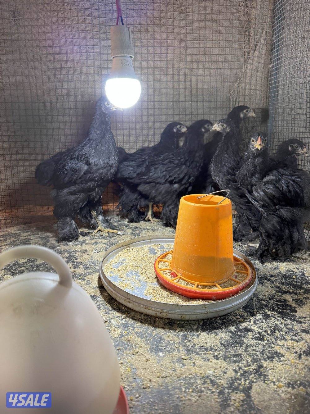 براهما وصيصان الاهل خوارج8