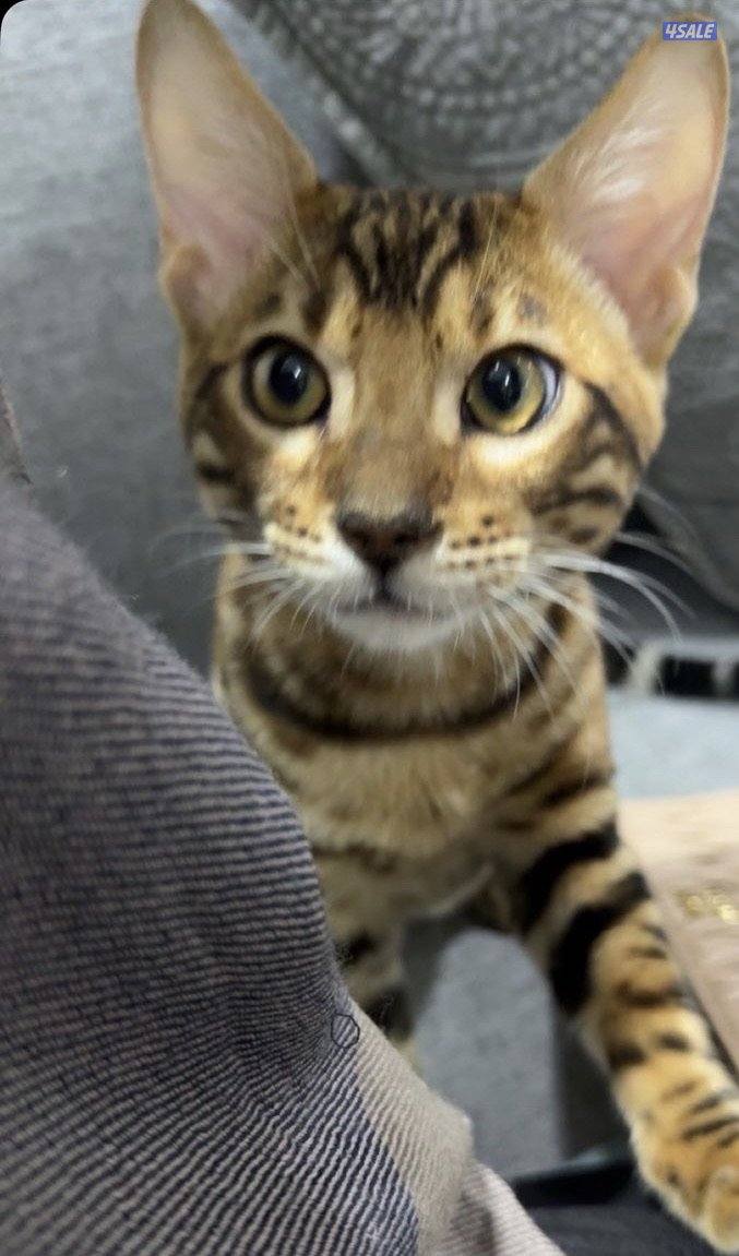 قطو بنغال ذكر للبيع Male Bengal cat for sale2
