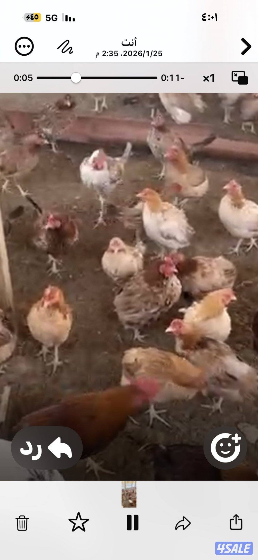 للبيع دجاج عربي قديم شرط بياض وشبب0