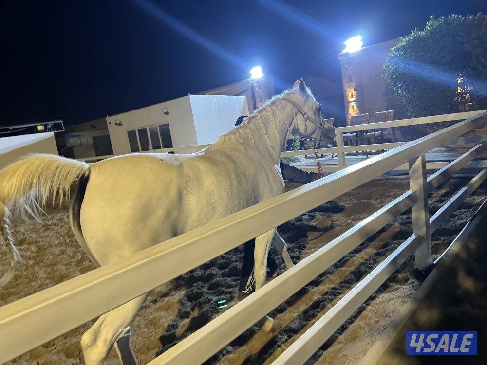 🔴 فرس مصرية جودة عاليه جداً + فرس اصيله حمراء لاقح 🔴0