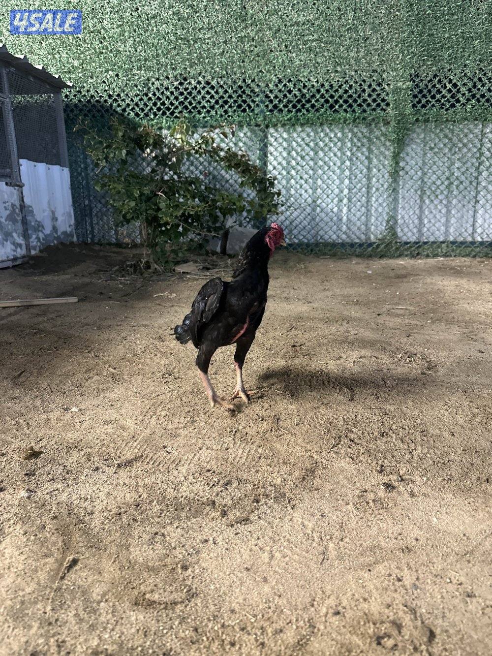 للبيع دياجه فايتر كوشامو0