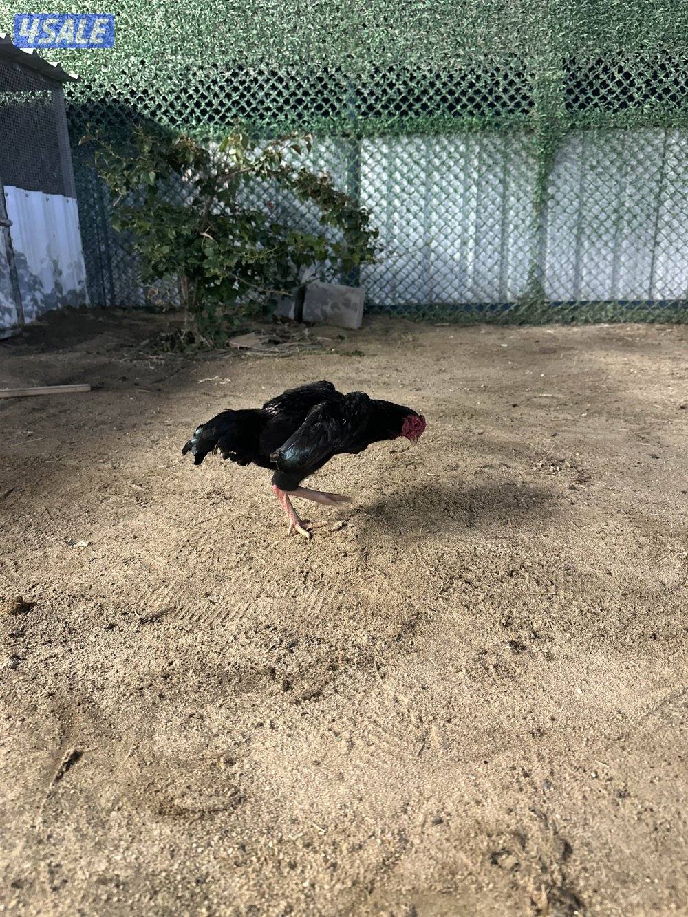 للبيع دياجه فايتر كوشامو1