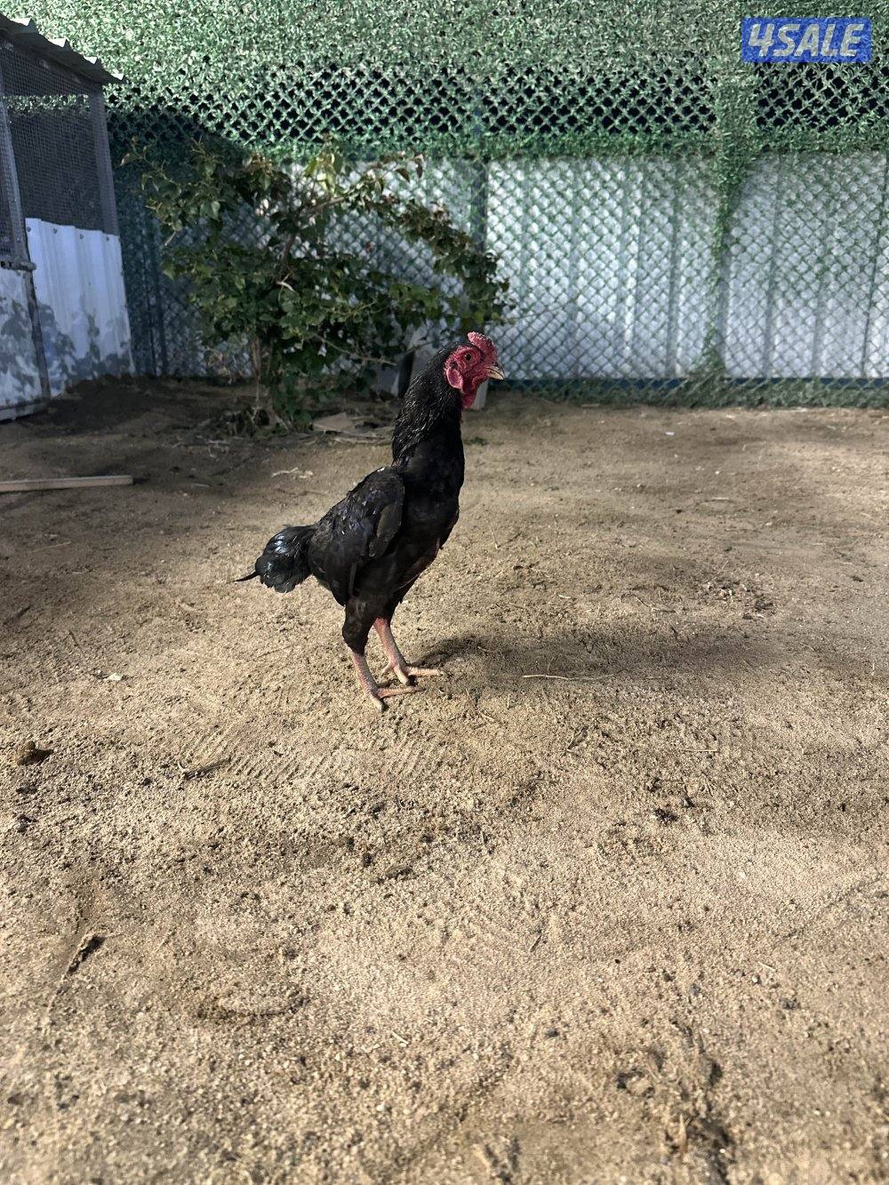 للبيع دياجه فايتر كوشامو2