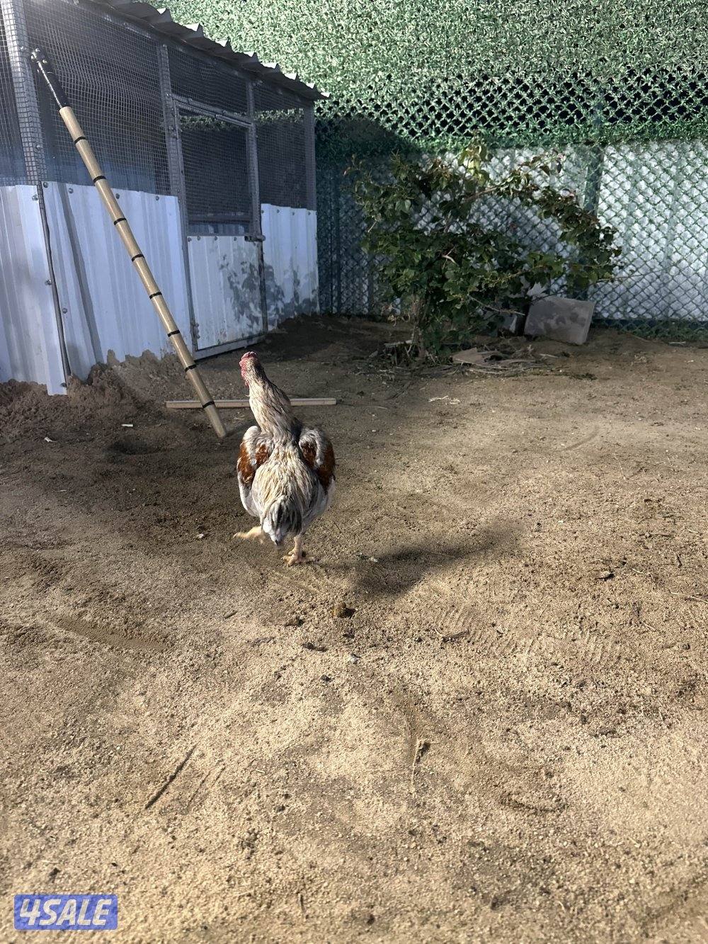 للبيع دياجه فايتر كوشامو3